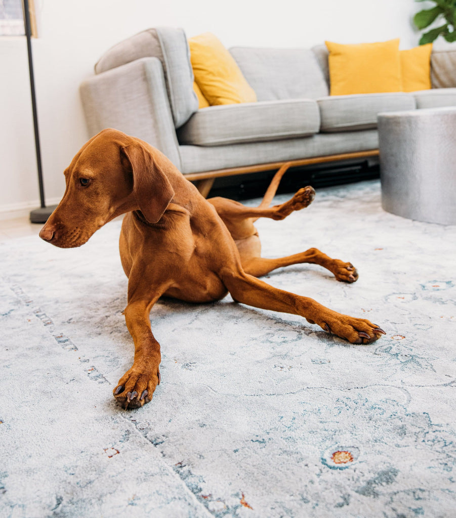 Elisha Grey and Blue Traditional Distressed Medallion Rug *NO RETURNS UNLESS FAULTY