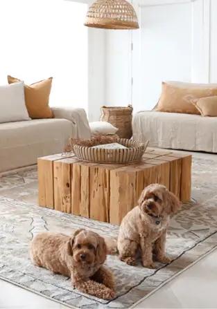 Pet Friendly Rugs