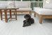 Hazel Cream and Grey Indoor Outdoor PET Rug